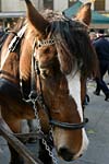 Pferd auf dem Hansemarkt in Dortmund