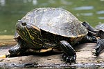 Schildkrte am Eingang des botanischen Gartens