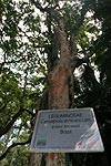 pau-brasil (brasiliansicher Baum)