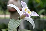 Orchidee im botanischen Garten in Rio