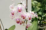 Orchidee im botanischen Garten von Rio