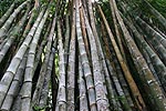 Bambus-Bume