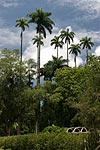 Riesen-Palmen im botanischen Garten von Rio