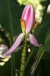 Bananen-Blte im Tijuca Nationalpark