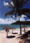 Palmtrees at the beach of Hamilton Island