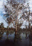 near Yellow Waters in the Kakadu National Park