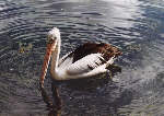 pelican in the Territory Wildlife Park
