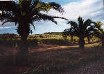 one of the most important areas with cultivation of wine in Australia: the Barossa Valley